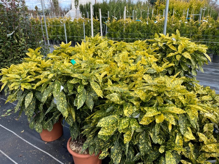 Tarkalevelű japán babérsom (Aucuba japonica 'Crotonifolia ...